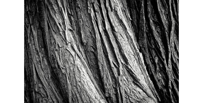 Perfumes con oud, el nuevo ingrediente de lujo de la perfumería