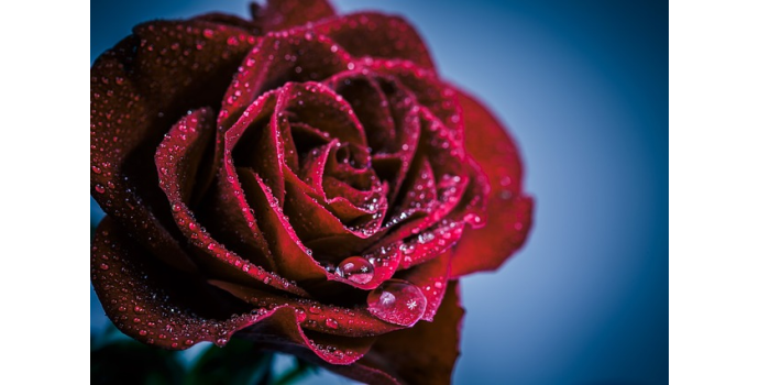 Tipos de perfumes florales para mujer, características