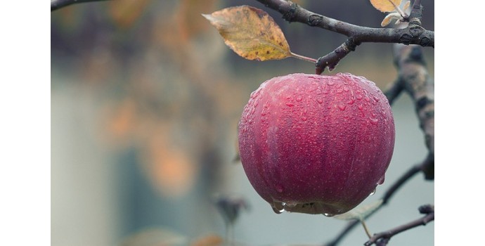 Qué tipos de manzana se utilizan en perfumes